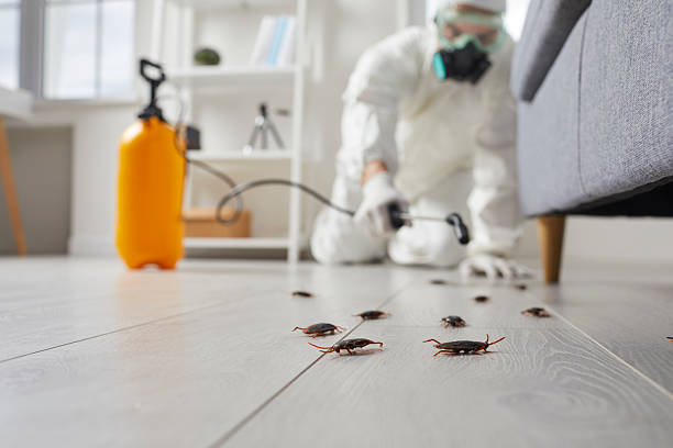 Post-Treatment Bed Bug Interceptor Monitoring in Gibsonburg